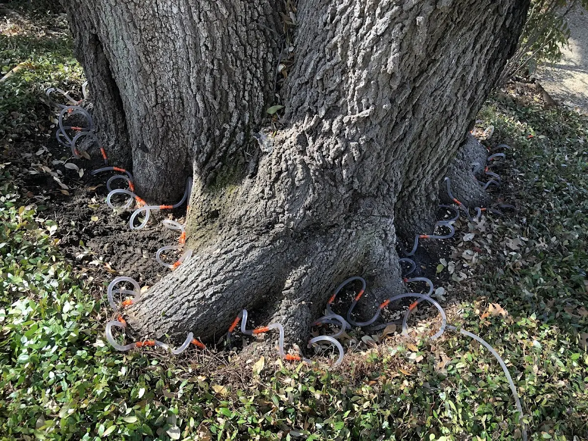 Detailed Tree Cabling and Bracing job site in Dunbarton