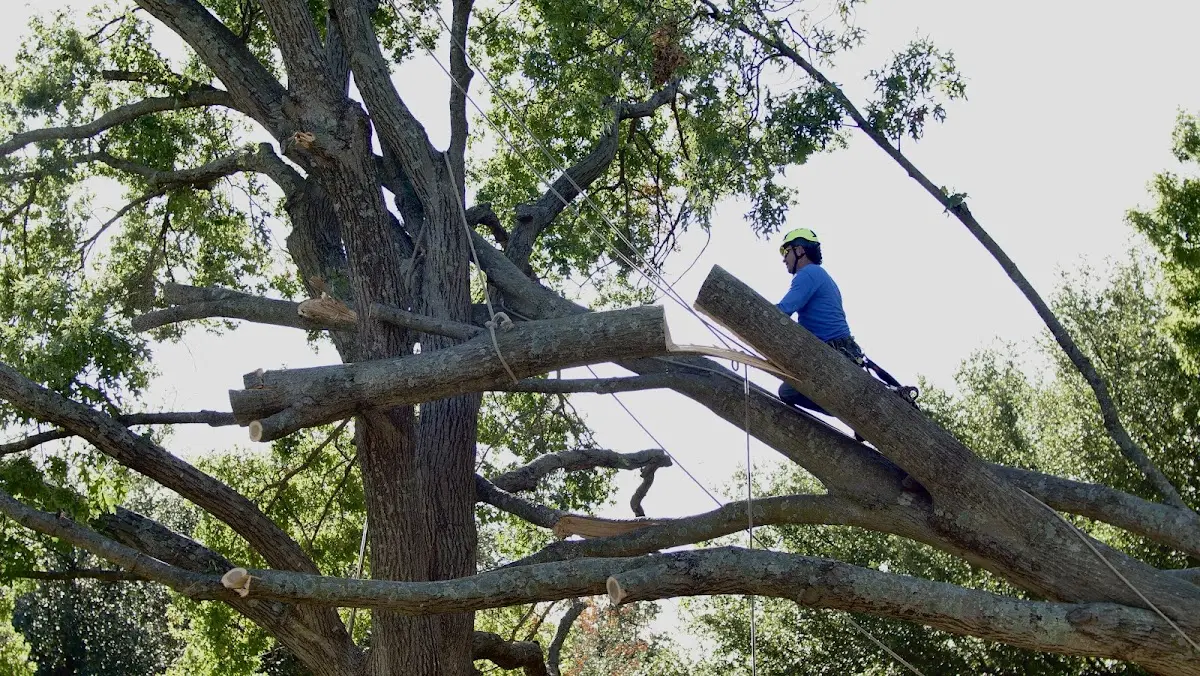 Professional Crown Thinning performed by certified arborists in Dunbarton