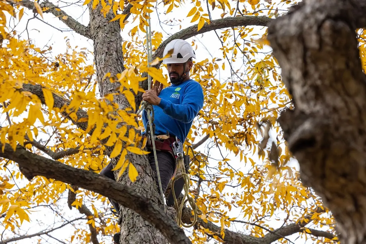 Skilled Tree Transplanting crew working in Dunbarton