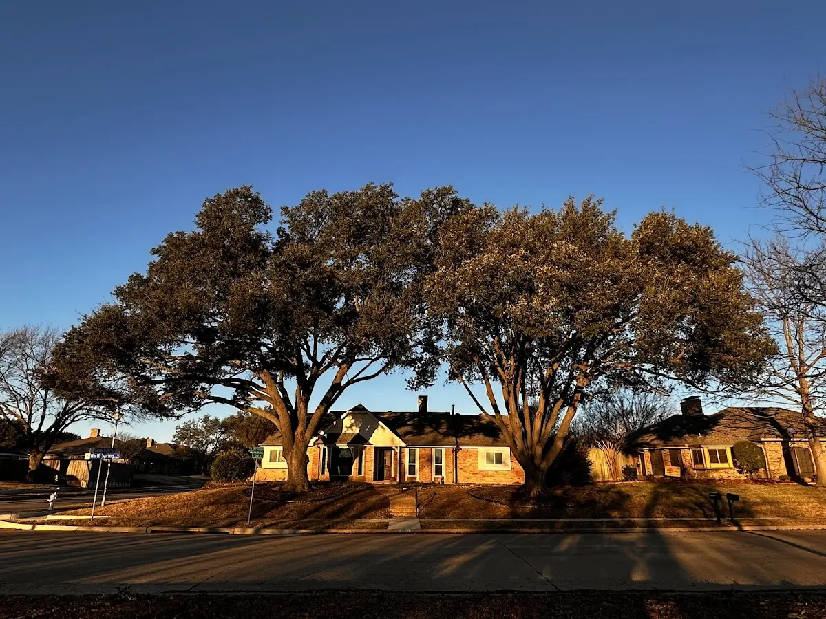 Established residential canopy tree shading a home in Dunbarton